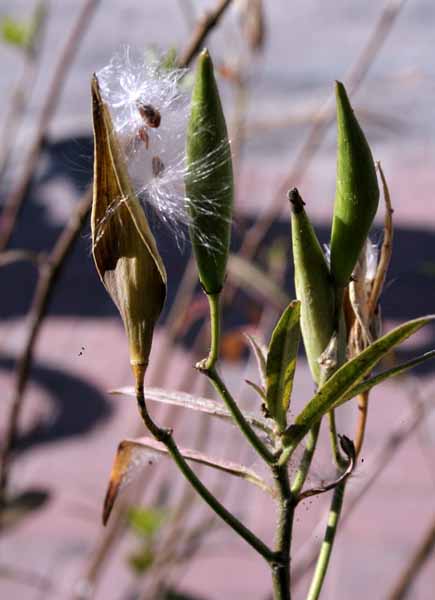 [milkweed2.jpg]