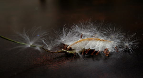 [miklweed+fluff.jpg]
