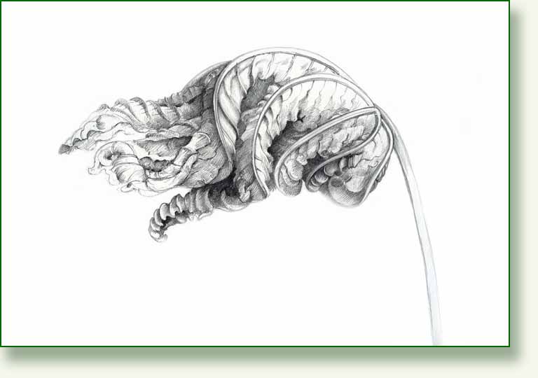 [big+leaf+sketch.jpg]