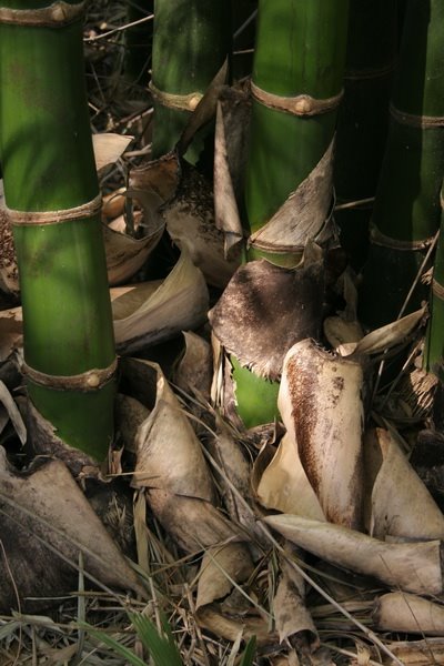 [bamboo2.jpg]