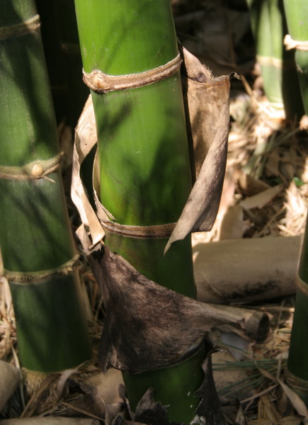 [bamboo+sheath.jpg]