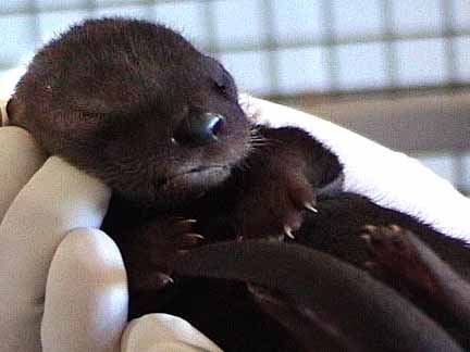 [otter1.jpg]