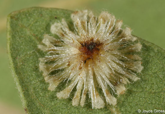[starburst+gall.jpg]