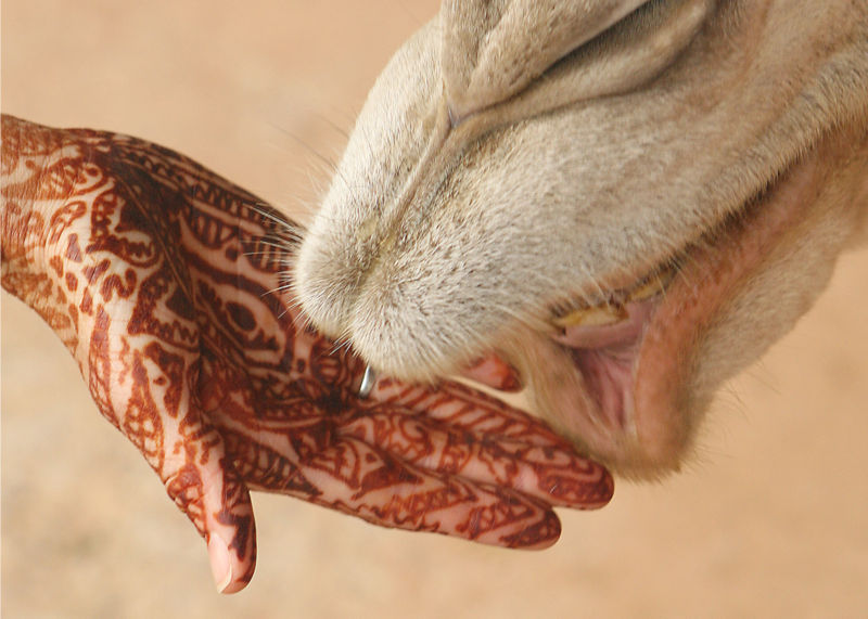 [800px-Mehndi_on_hand_with_camel.jpg]