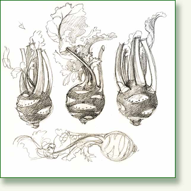[kohlrabi+sketch.jpg]