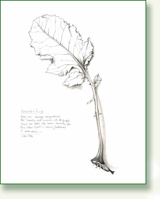 [kohlrabi+leaf.jpg]