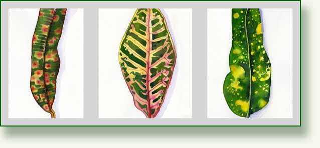 [3+crotons.jpg]