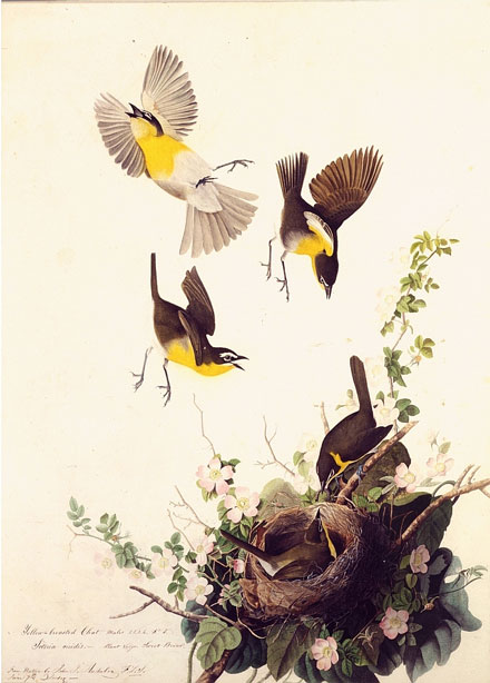 [audubon1.jpg]