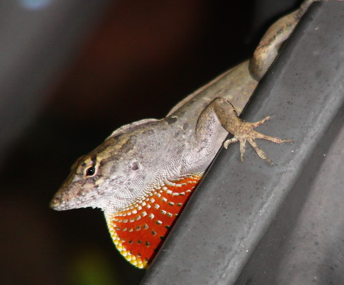 [anole.jpg]