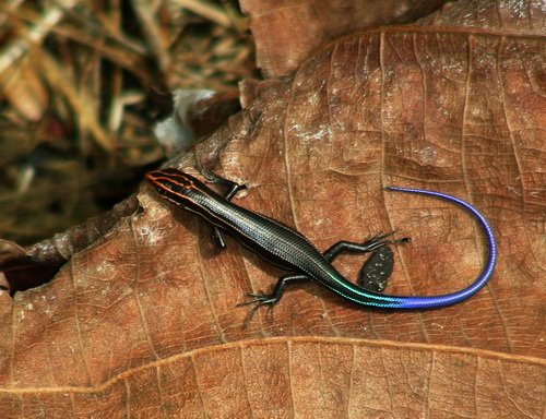 [skink.jpg]