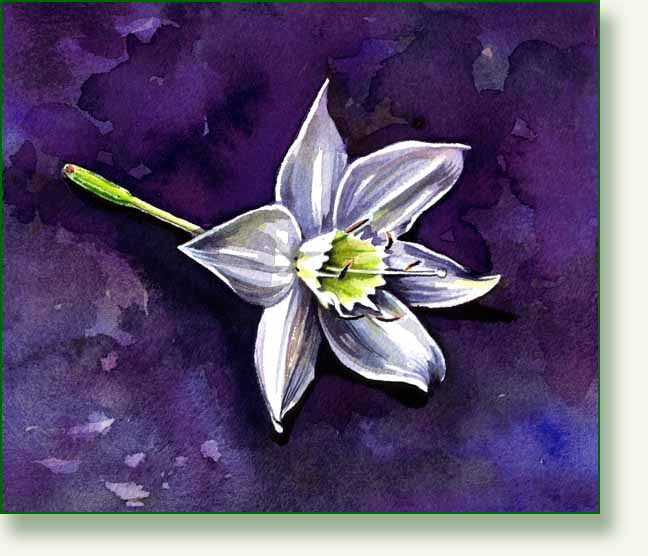 [amazon+lily+2.jpg]