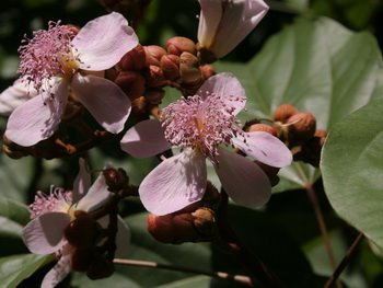 [bixa+flower.jpg]