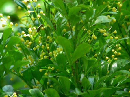 [perfume+shrub.jpg]