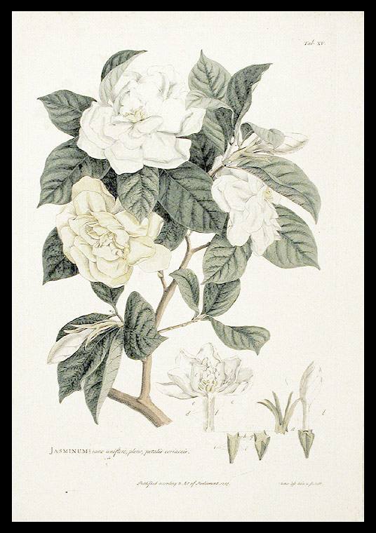 [Ehret+cape+jasmine.jpg]