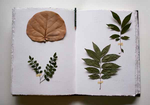 [leaf+book.jpg]