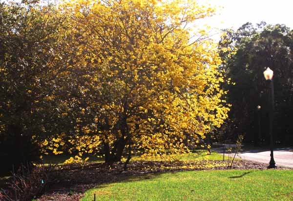 [tabebuia2.jpg]