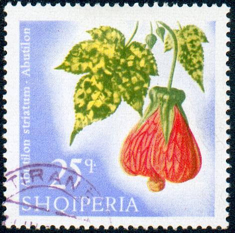[Abutilon_striatum_Shqiperia.jpg]
