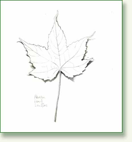 [abutilonleaf.jpg]