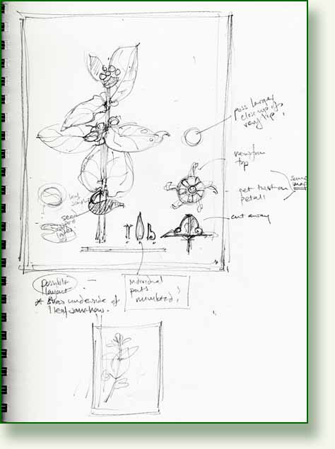 [crownflower+sketch+2.jpg]