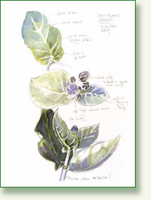 [crown+leaves.jpg]