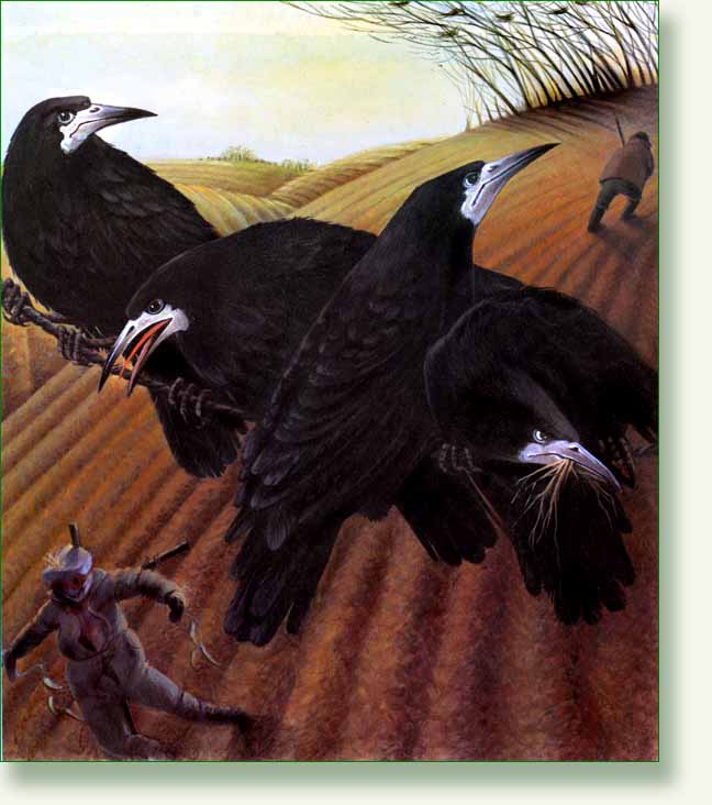 [rooks+3.jpg]