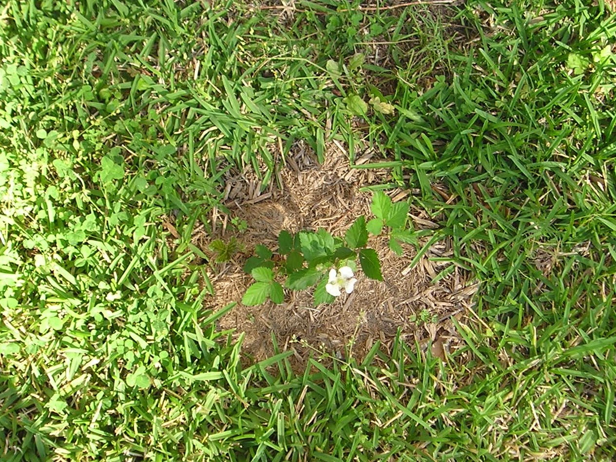[garden4.jpg]