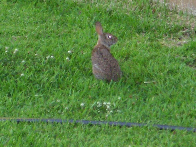 [bunny2.jpg]