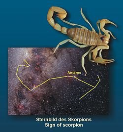 [scorpion.bmp]