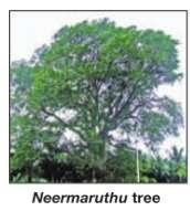 Tholkaapiyar tree (World Tamil Conference series 15)
