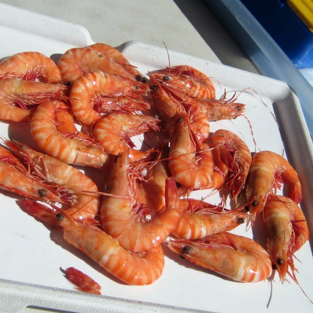 Prawns fresh from Moreton Bay