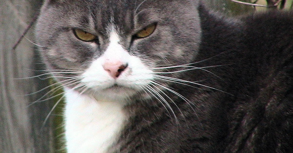 Cat Suddenly Became A Food Hog Cat Suddenly Became A Food Hog