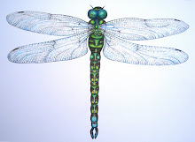 my dragonfly print