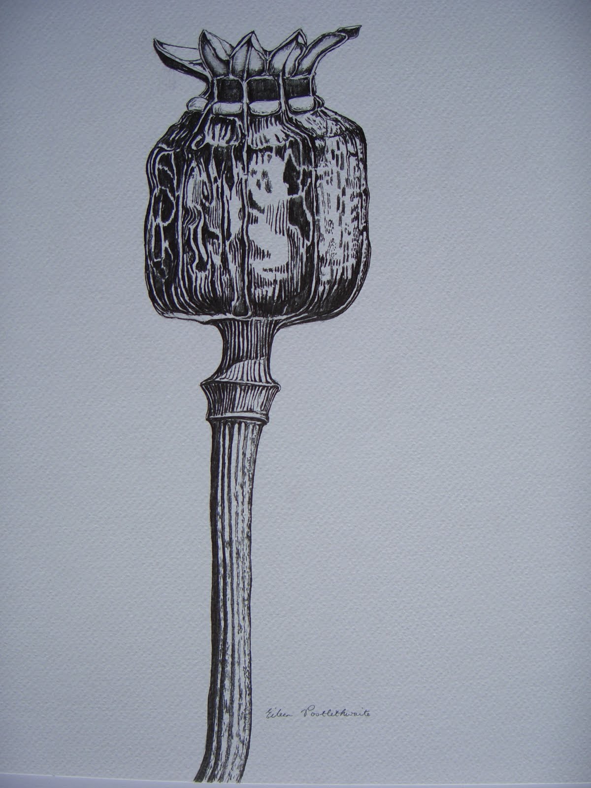 DRAWINGS FROM NATURE Pencil seedhead