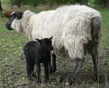 [Majik+and+ewe+lamb.jpg]