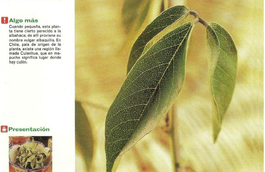 Botiquín Natural: Culén