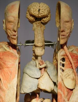 Qual melhor atlas de anatomia humana