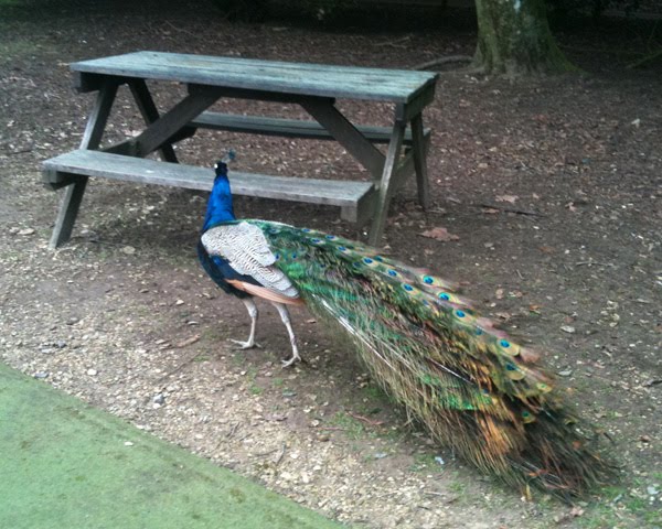 [Peacock.jpg]