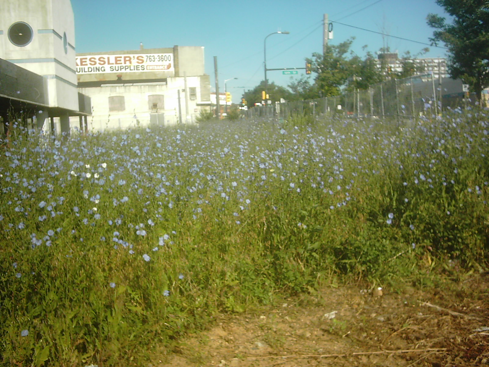 [Wildflowers+016.jpg]