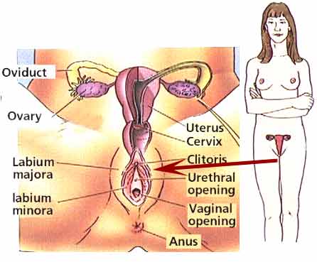 Anatomy Sexual Womens 23