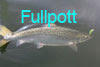 Fullpott