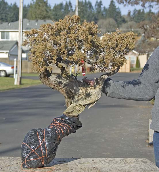 Walter Pall Bonsai Adventures new trees have arrived in Harrisburg, Pa