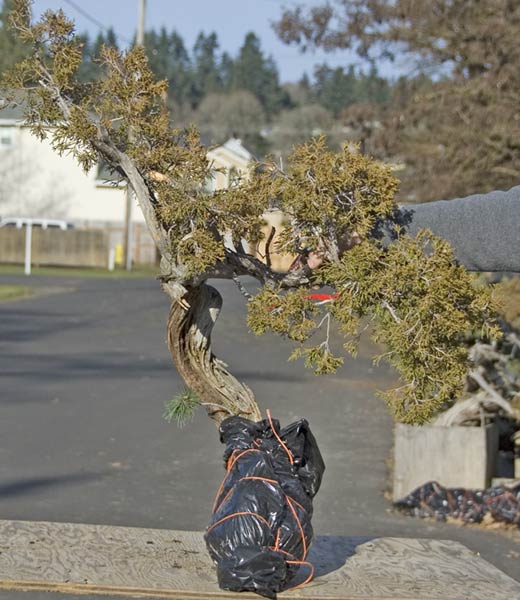 Walter Pall Bonsai Adventures new trees have arrived in Harrisburg, Pa