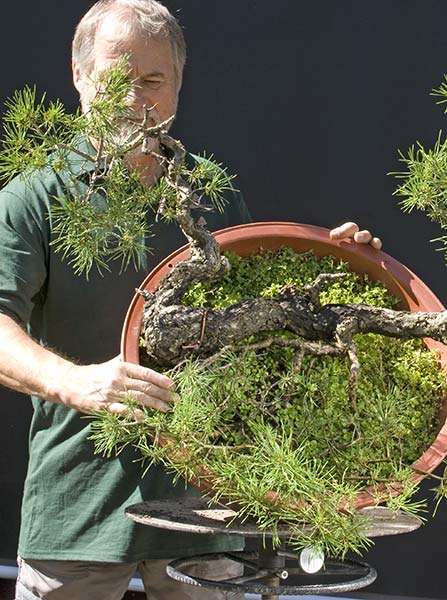 Walter Pall Bonsai Adventures Nice Scots Pine For Sale Or Trade