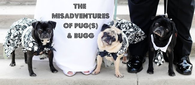 The Misadventures of Pug(s) & Bugg