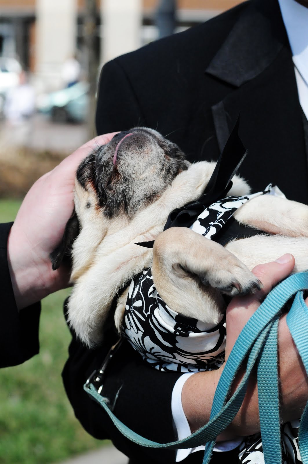 Miss Pug's Pawfect Wedding: Our Pawfect Wedding: Pugs & Us