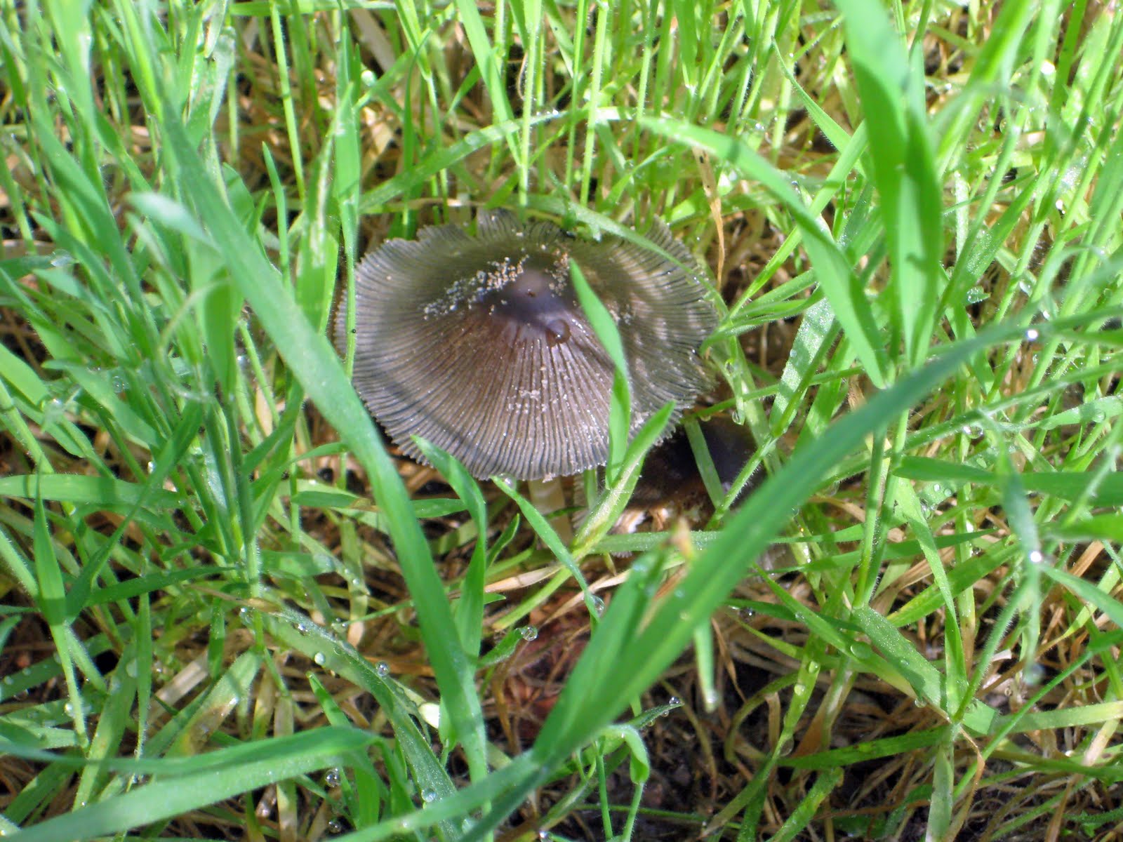 [mushroom352010_edited-1.jpg]