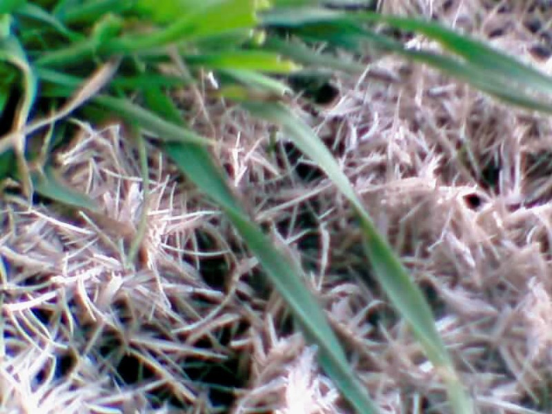 [chase+photo+-+grass]