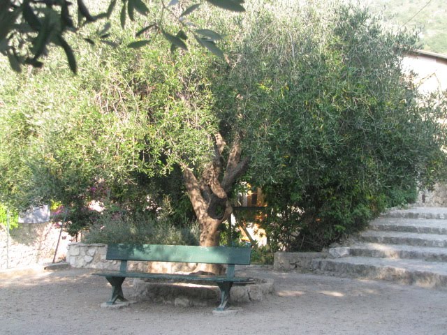 Les Arbres De La Paix Bande Annonce THE FIVE OF US: OLIVIER DE LA PAIX - OLIVE TREE OF PEACE
