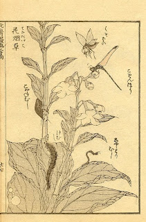 libellule-artiste-japon-estampe-japonaise-hokusai-1760-1849
