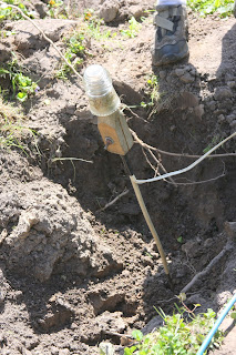 this farm girl..: Worm Shocker!